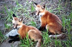 foxes