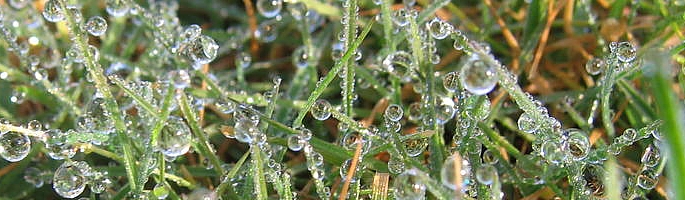 Dew on grass