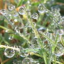 Dew